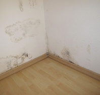 How do you remove mold from walls?
