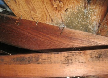 Attic Mold Picture