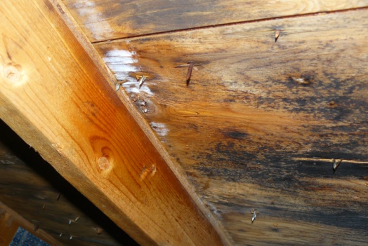 Steps to Remove Mold from Plywood in the Attic