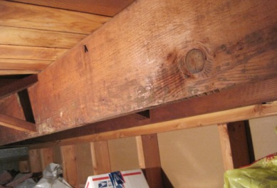 How to Kill Black Mold on Drywall and Wood