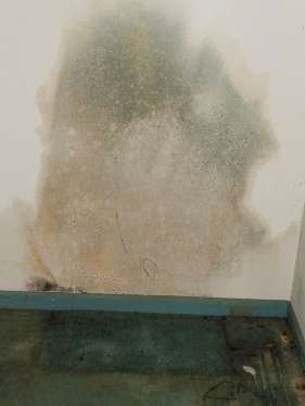 Dangers of Blue Mold in The Home