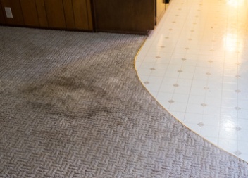 Carpet Cleaning Mold Can, How To Get Mold Out Of Rugs