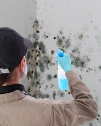 Products for removing mold