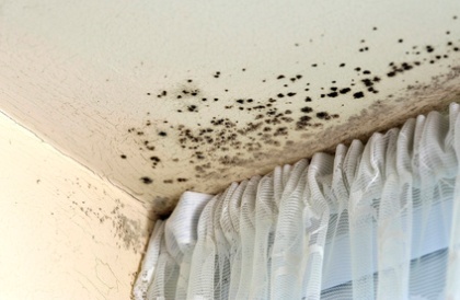 Cost of Mold Removal ........How Much will Mold Removal Cost?