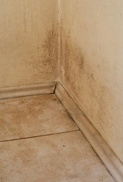 mold on walls and floor