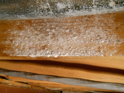 controlling mold without toxic chemicals