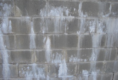 efflorescence vs mold