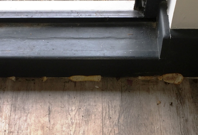 basidiospores in the home