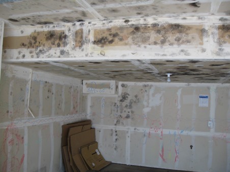 Mold In The Garage Health Risks Removal