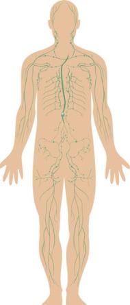 Immune system