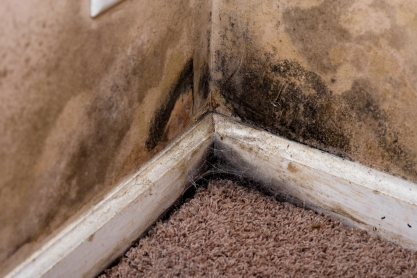 mold on carpet and walls