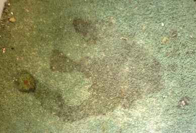 Black mold on carpet