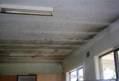 Mold in Kitchen