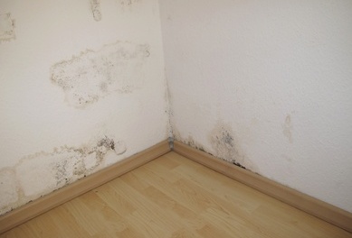 mold corner