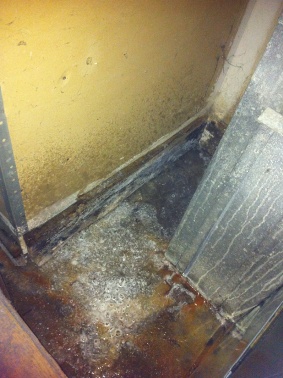 When Does Homeowners Insurance Cover Mold Removal