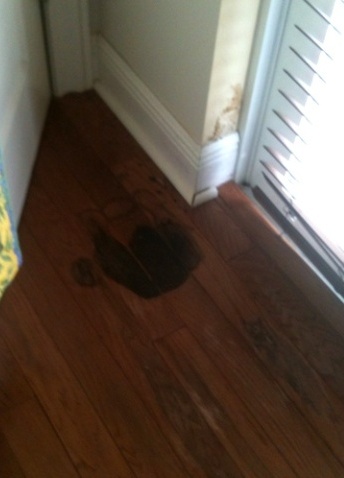 Wood Flooring Mold Problems Dealing With Surface And Subfloor Mold