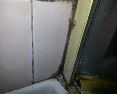 mold shower grout and caulking