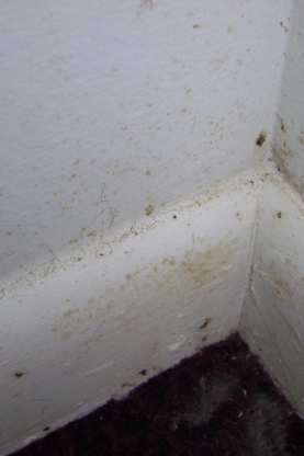 Mold Vs Rust In The Home Identification Safe Mold Removal