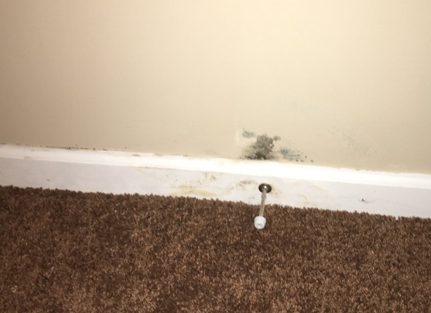 what is black mold? health concerns, finding mold, removal
