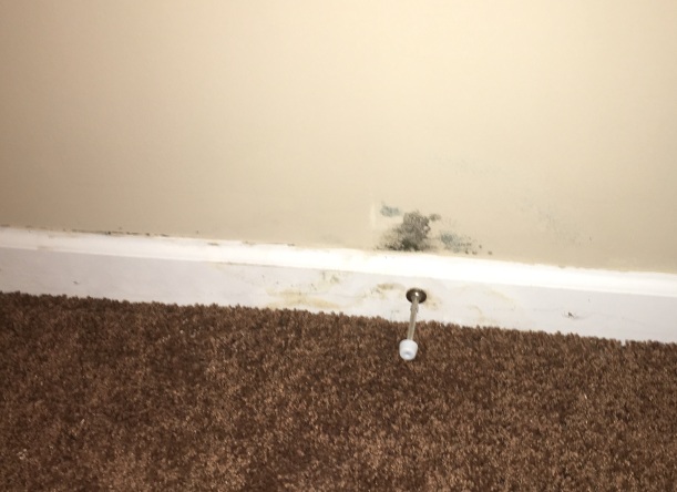 What is black mold? ......health concerns, finding mold, removal Black mold in bedroom