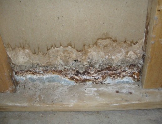 Alternaria mold example