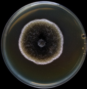 alternaria