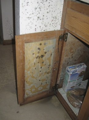 Aspergillus mold in kitchen