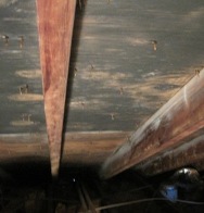 Aspergillus mold in attic