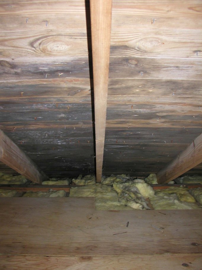 attic with mold
