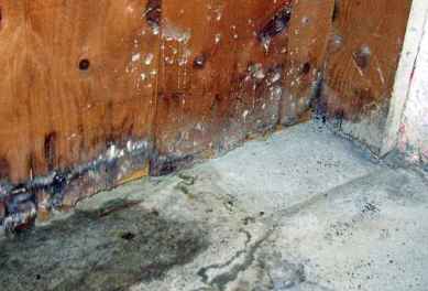 basement mold from water damage