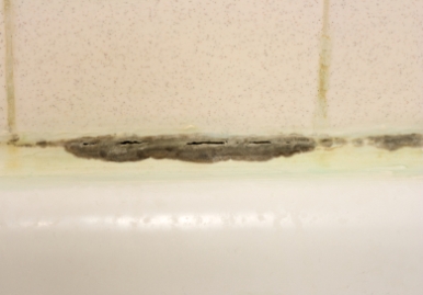 bathroom grout with mold