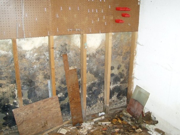 black mold in home