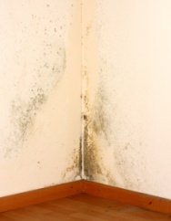 How to kill black mold