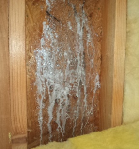 attic mold treatment