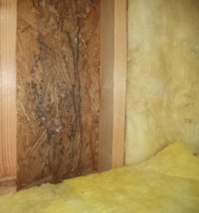 Black Mold in Attic