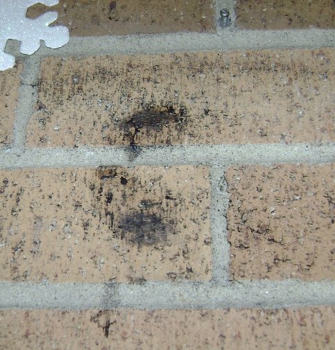 mold on brick wall