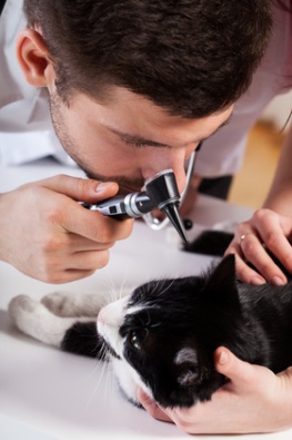 Cat Sick From Mold Exposure