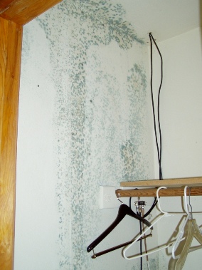 mold from ceiling water leak