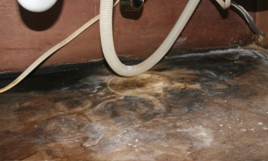 cleaning black mold