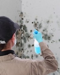 Removing black mold