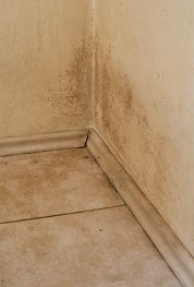 Mold in the home