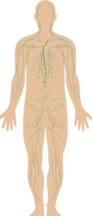 Immune system