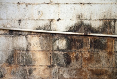 Mold on basement wall