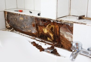 Pictures of Mold
