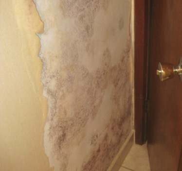 mold under wallpaper