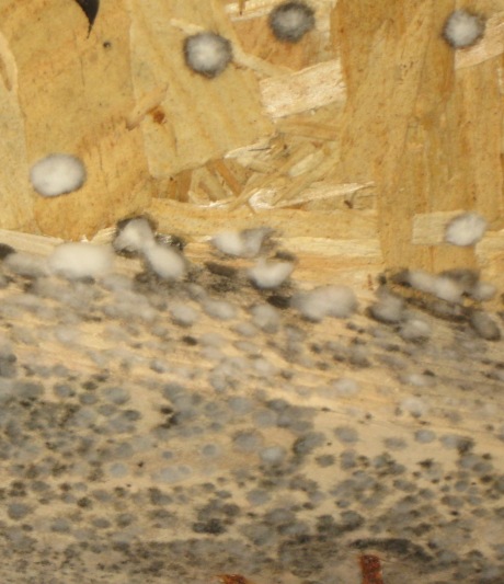 Mold on Wood