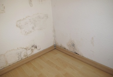 Pictures Of Black Mold In Homes