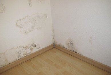 Mold in corner of walls