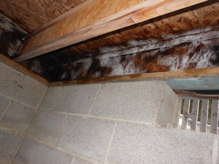 crawlspace mold