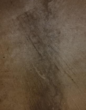 Mold on concrete garage floor